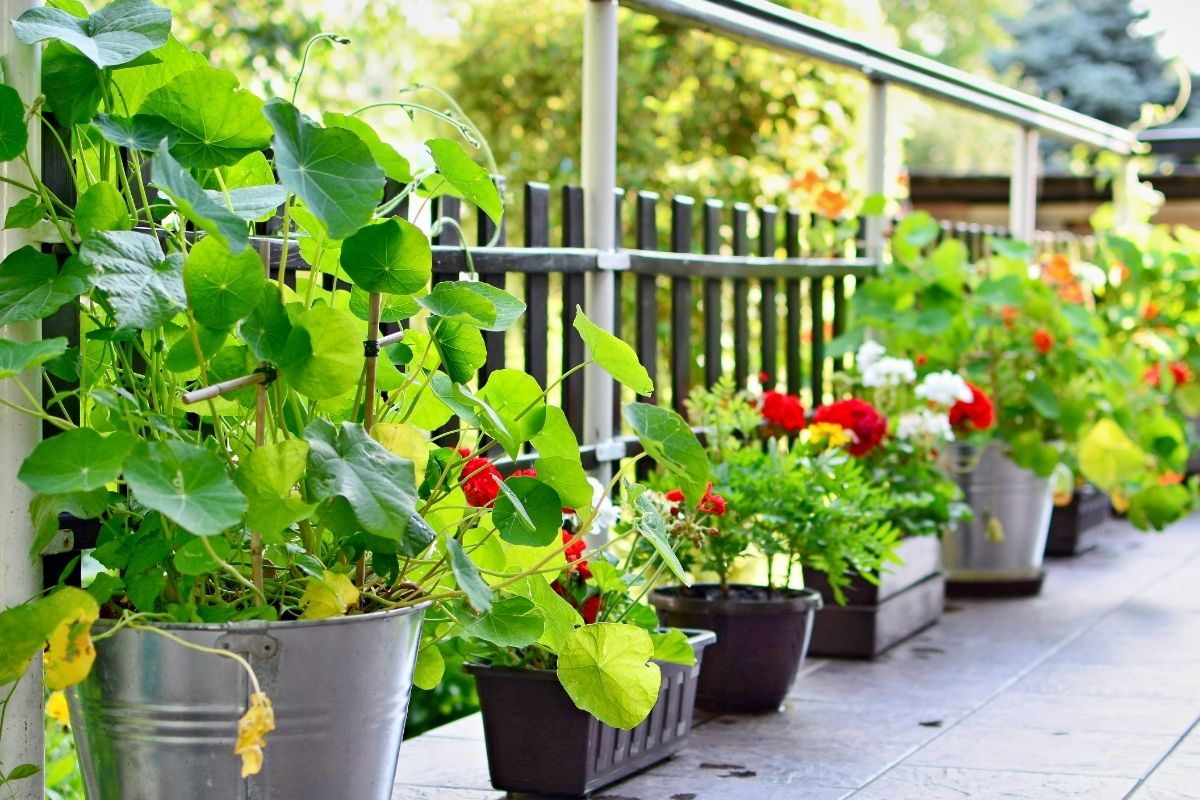 Plantes pour le jardin en terrasse