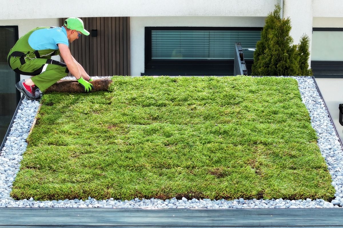 Entretien de votre toit vert